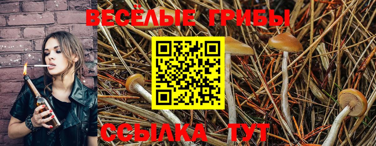 наркота  Вход с VPN  Новосибирск  Псилоцибиновые грибы Psilocybe 